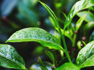 Quench 24 Hydrocolloid Acne Pimple Patches with Salicylic