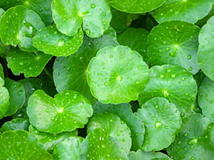 Quench 24 Hydrocolloid Acne Pimple Patches with Salicylic