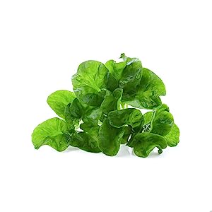 Dr. Batra’s Hair Fall Control Serum - Revitalizing Formula