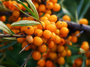 Quench Botanics Birch Please Sheet Mask - Intense Hydration