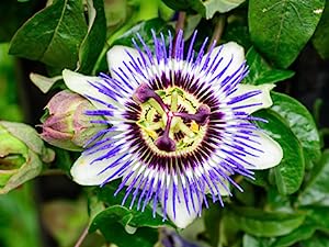 Quench Botanics Birch Please Sheet Mask - Intense Hydration