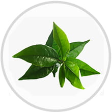 Neem And Tea Tree Face Wash With 5% Niacinamide – Anti-Acne