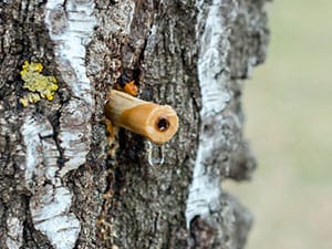Quench Botanics Birch Please Sheet Mask - Intense Hydration